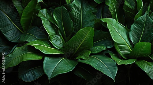 tropical banana leaf texture on dark green background © Hnf