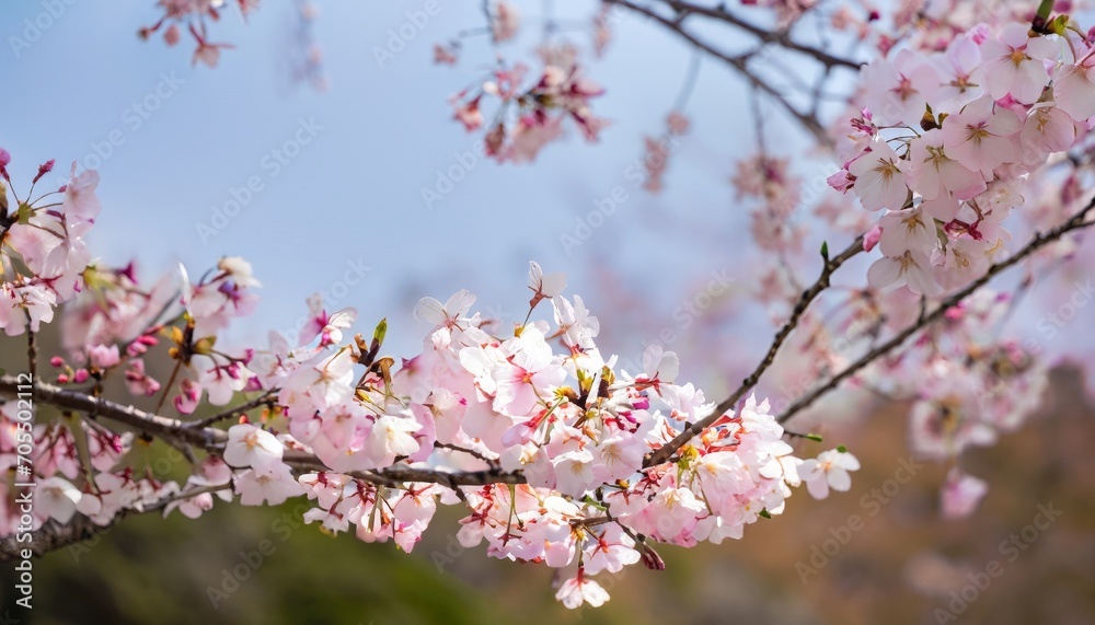 Cherry Blossoms Ota Gunma Japan Spring Cherry Blossoms Ota Gunma Japan Spring
