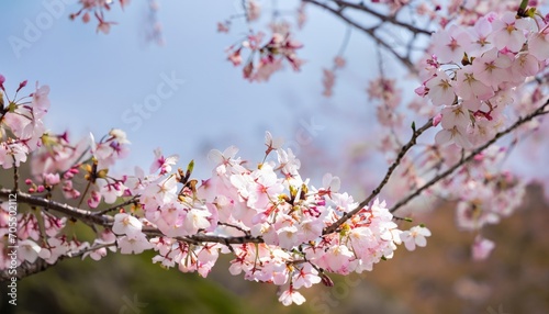 Cherry Blossoms Ota Gunma Japan Spring