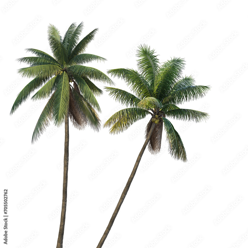 Fototapeta premium Coconut tree on transparent background png