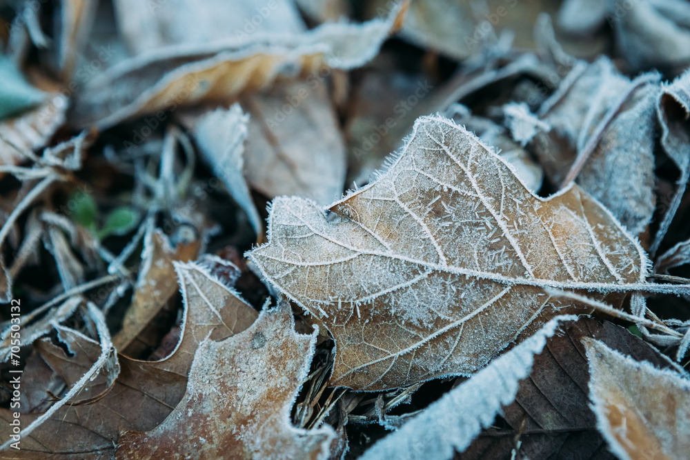 Close up of brown leaf covered in frost during winter morning Close up of brown leaf covered in frost during winter morning