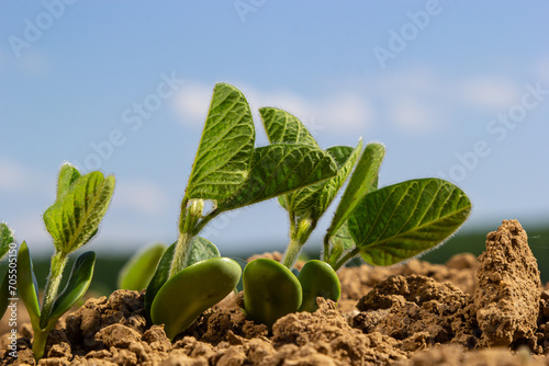 Spring soybean seedlings on a farm field photo