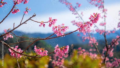 background nature Flower Valentine. Prunus ceramides Background photo