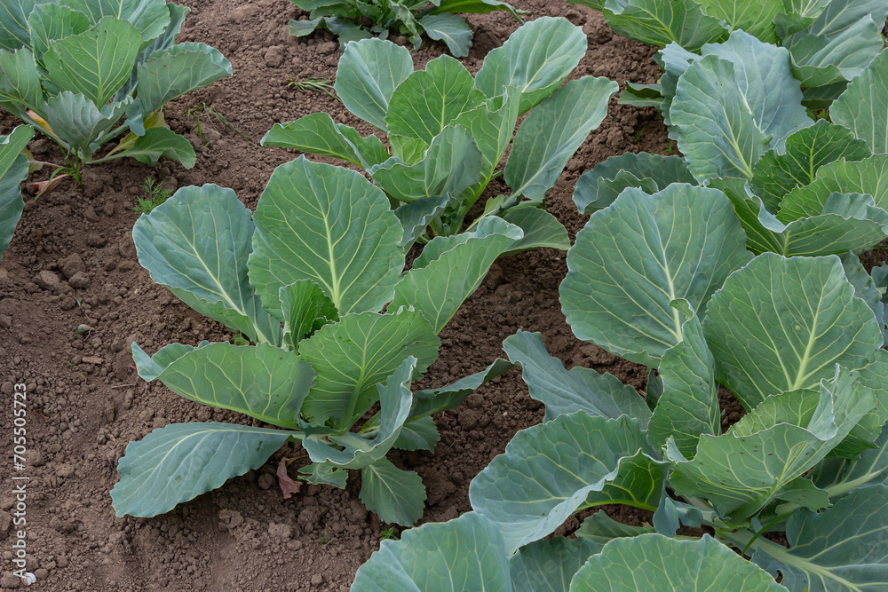 Naklejka premium young cabbage sprout on the vegetable bed