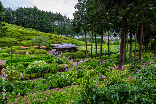 京都府宇治市の三室戸寺で見た、紫陽花のある庭園