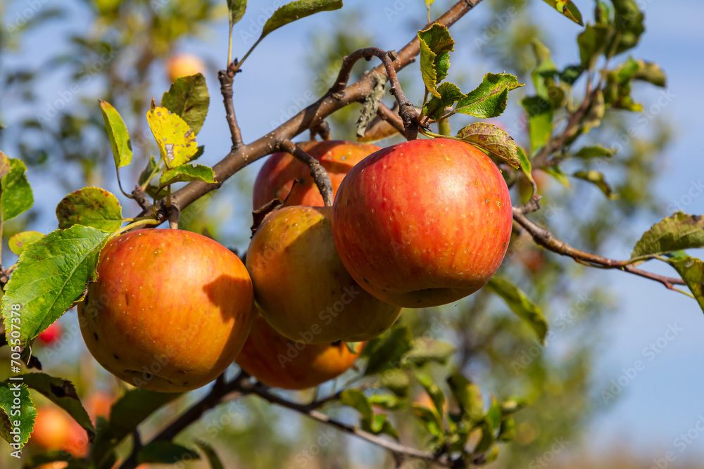 Autumn day. Rural garden. In the frame ripe red apples on a tree. It's raining Photographed in Ukraine Autumn day. Rural garden. In the frame ripe red apples on a tree. It's raining Photographed in Ukraine