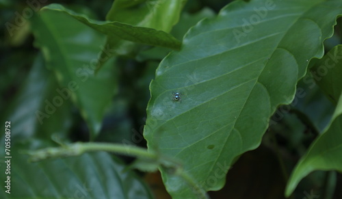 View from above of a spider known as Banded Phintella (Phintella vittata) sits on a coffee leaf photo