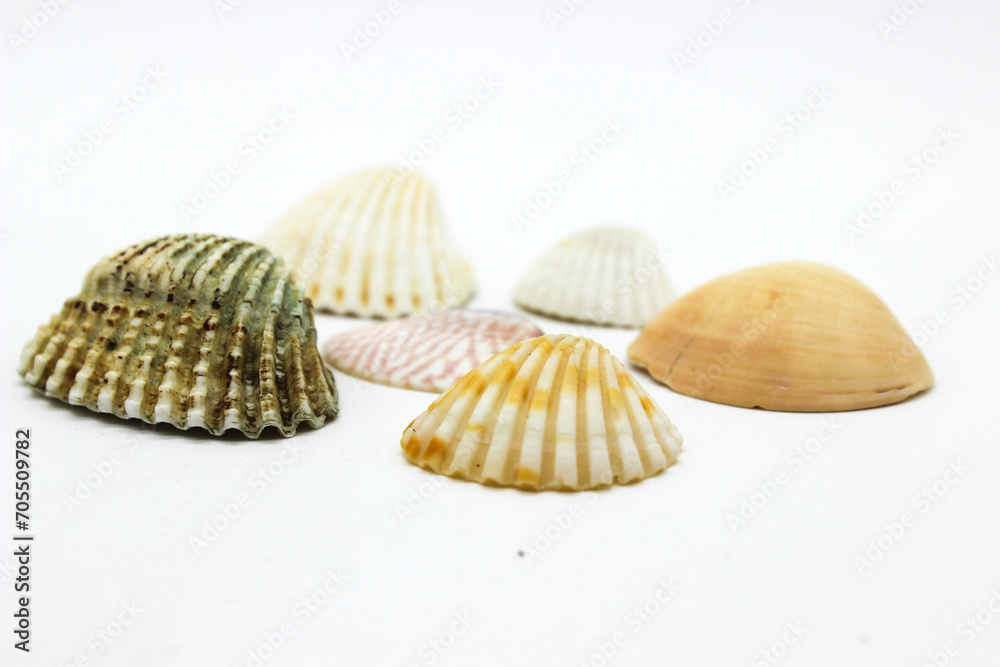 Sea sell image with selective focus Sea sell image with selective focus