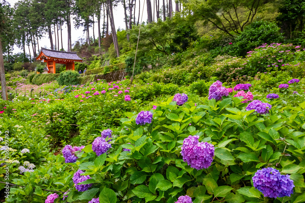 京都府宇治市の三室戸寺で見た、紫色の紫陽花
