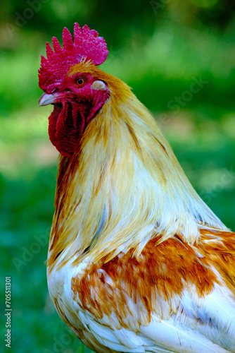 Portrait de coq vu de côté