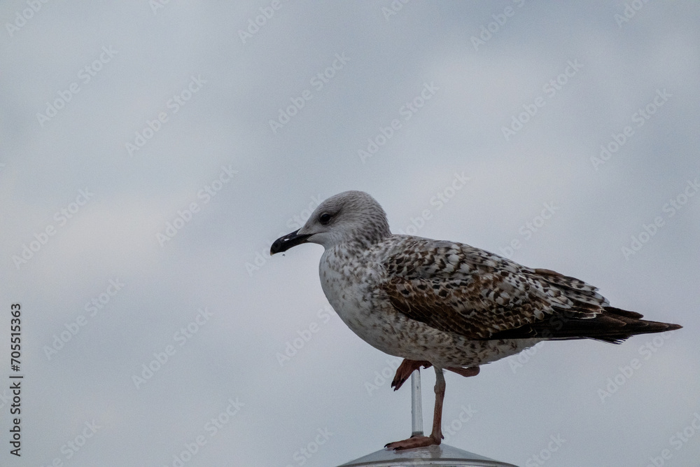 Obraz premium seagull on the rock