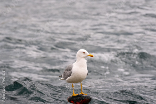seagull on a rock © Sanlad