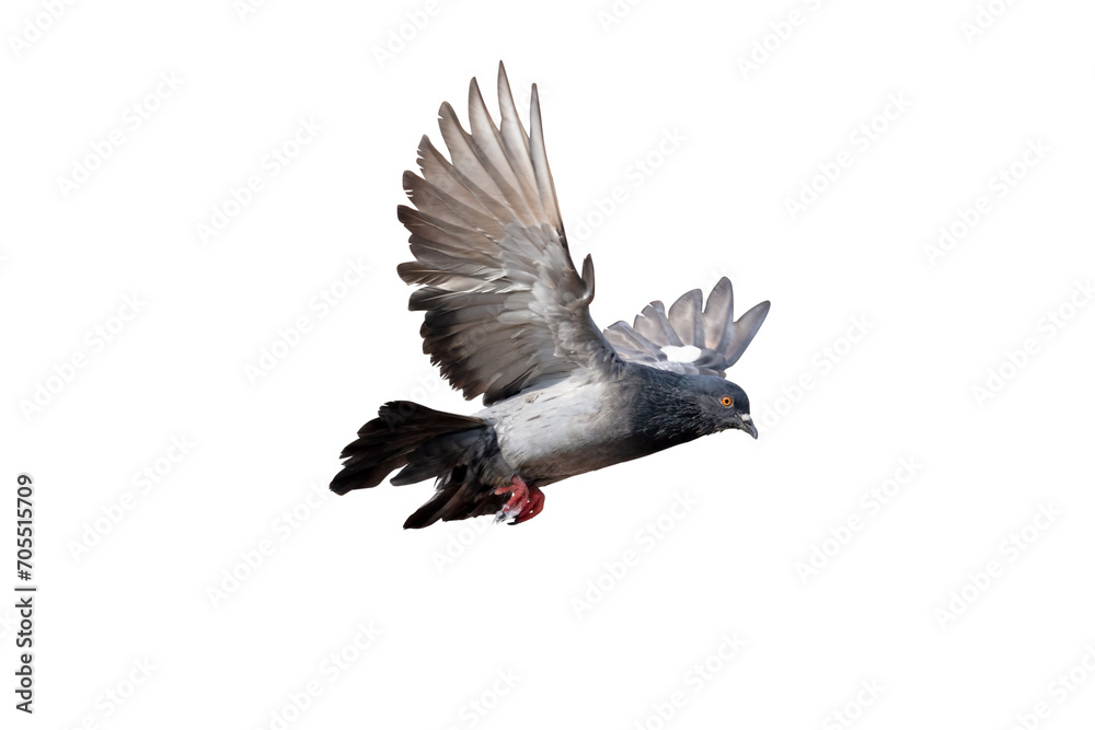 A rock pigeon spreads its wings in the air. Transparent background PNG file. A rock pigeon spreads its wings in the air. Transparent background PNG file.