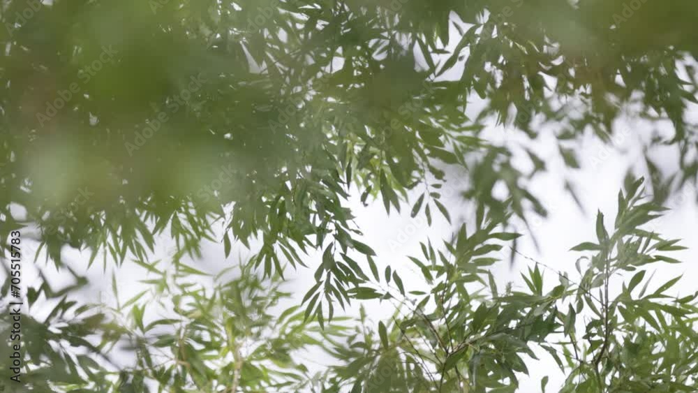 A slow motion rotating shot of an upwards view through branches of a willow tree on a summer day