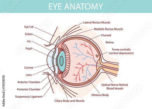Human eye anatomy illustration with blood vessels white background