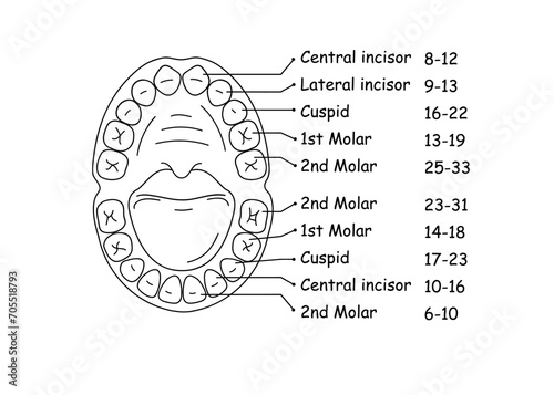 Diagram of the anatomy of the jaw and teeth in a child. Vector illustration.