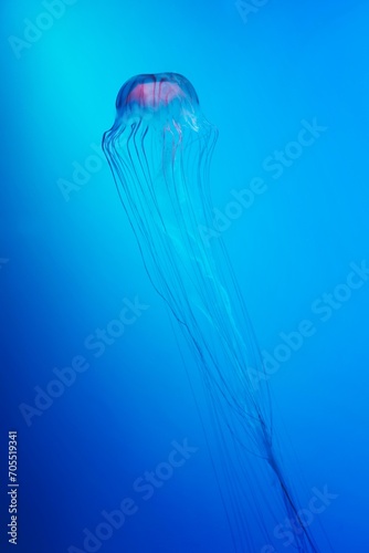 japanese sea nettle jellyfish blue