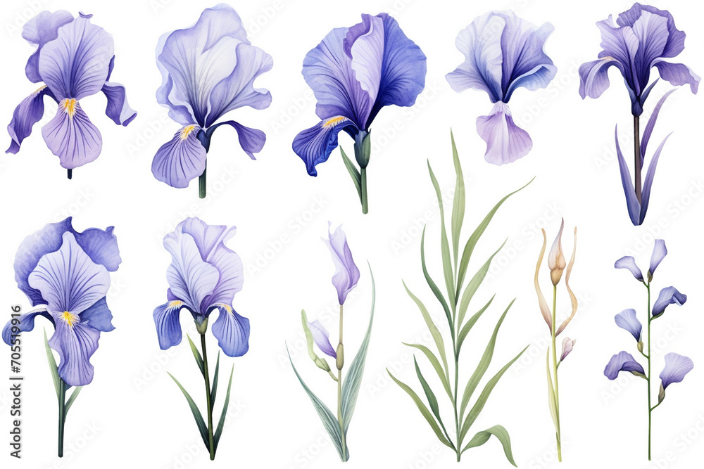 Watercolor paintings Iris flower symbols On a white background.