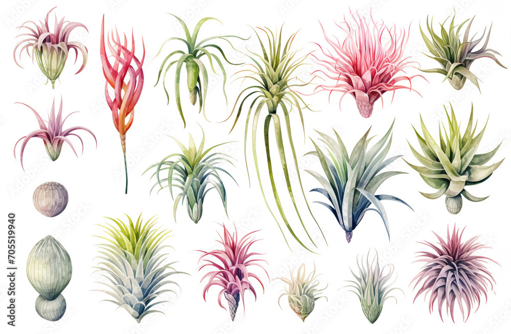 Watercolor painting Tillandsia symbols on a white background. 