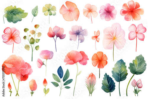 Watercolor painting Begonia symbols on a white background.  © pritsadee