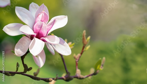 The first flowers of magnolia in early spring with copy space