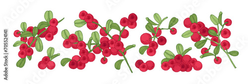 Lingonberries, branches, red berries set. Cowberry fruits, leaf on twig. Vintage botanical drawing, partridgeberry. Retro realistic detailed hand-drawn vector illustration isolated on white background