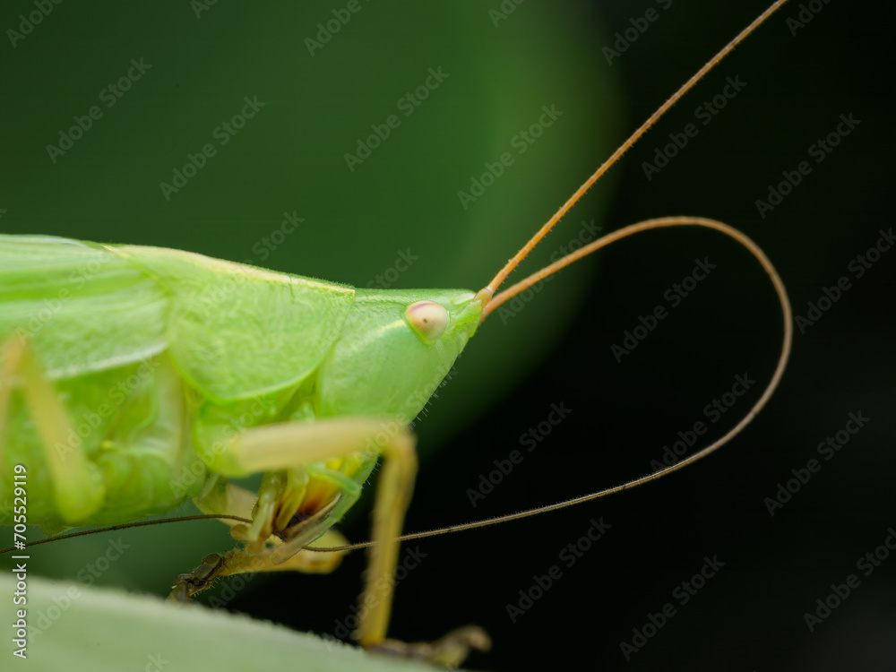 Portrait of a cone headed grasshopper sitting Portrait of a cone headed grasshopper sitting