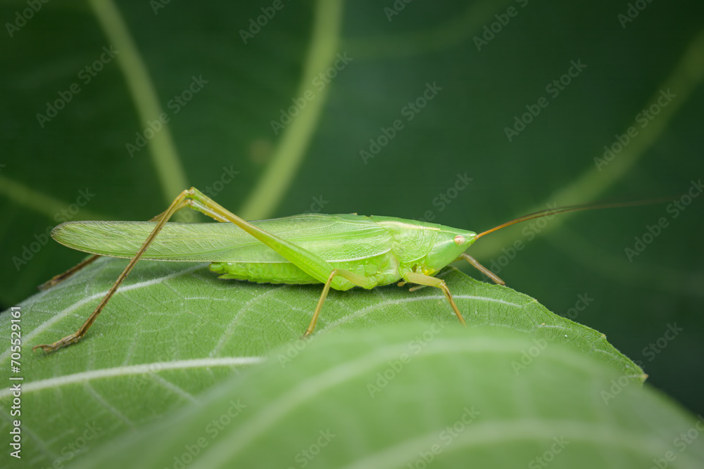 Portrait of a cone headed grasshopper sitting Portrait of a cone headed grasshopper sitting