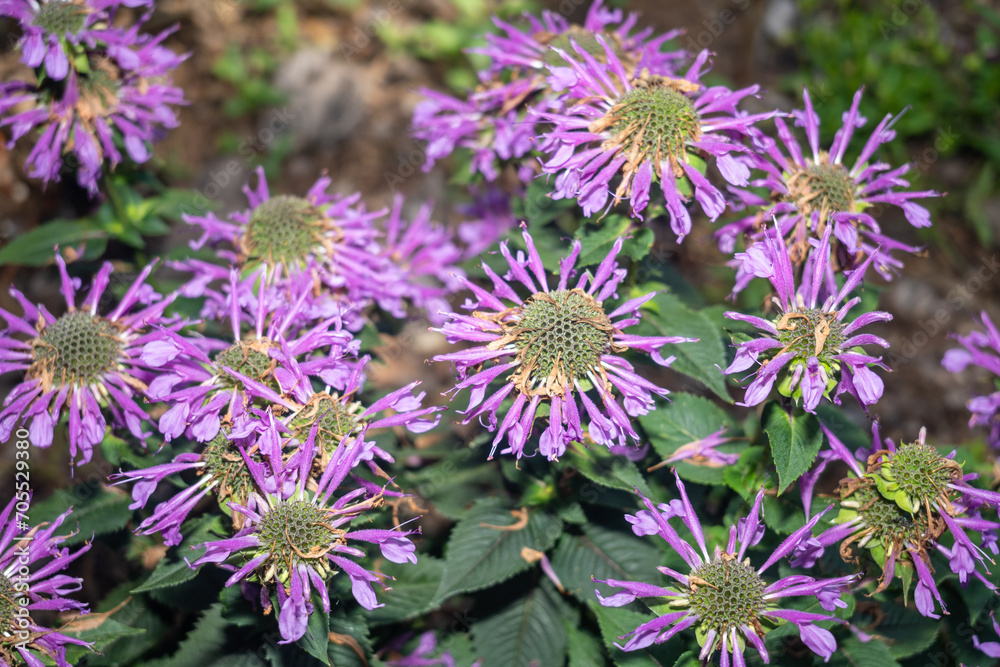 Purple bergamot Purple bergamot