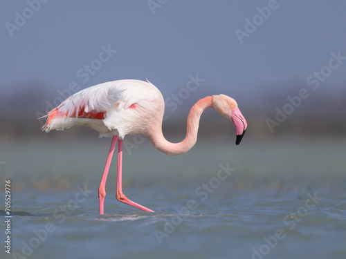 A Greater Flamingo walking in the water looking for food