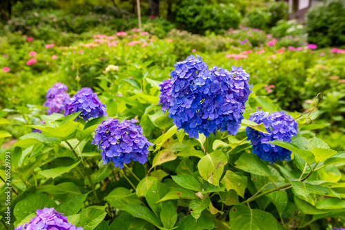 京都府宇治市の三室戸寺で6月に見た、青や紫色の紫陽花