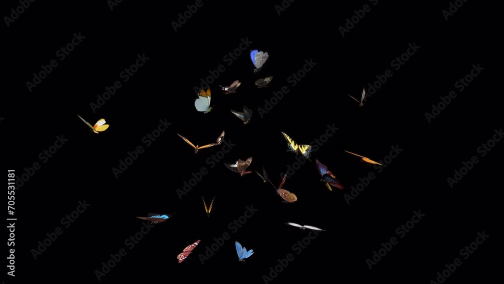 Swarm of Colorful Butterflies - 4K Flying Loop - LS View - II ...