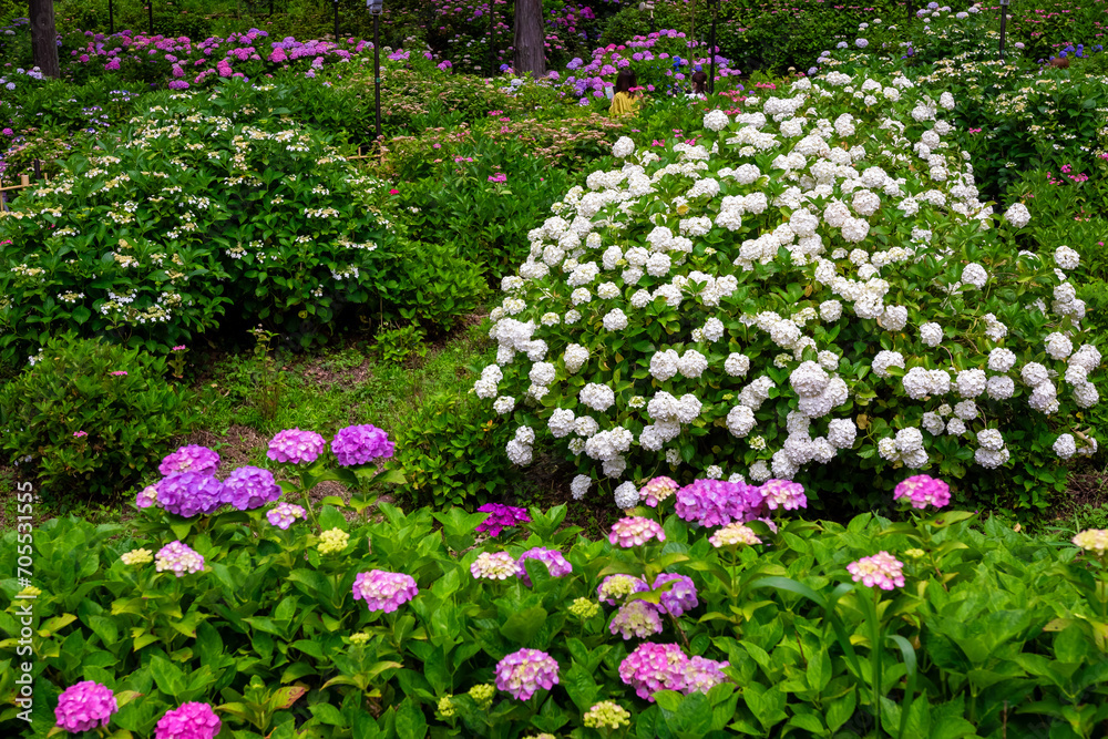 京都府宇治市の三室戸寺で6月に見た、白やピンク色などのカラフルな紫陽花