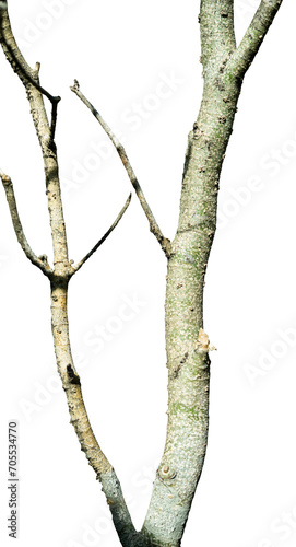 desd tree branch isolated element photo