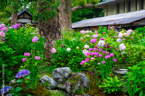京都市の藤森神社で見た、カラフルな紫陽花