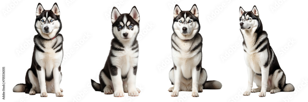 Siberian Husky sitting and standing. Isolated on a transparent background