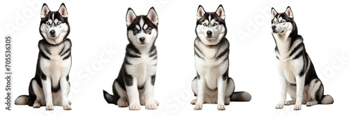 Siberian Husky sitting and standing. Isolated on a transparent background