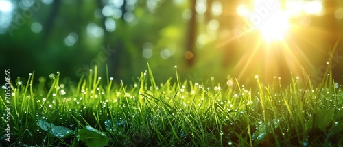 Natural grass field background with blurred bokeh and sun rays. Closeup of green grass with sun.
