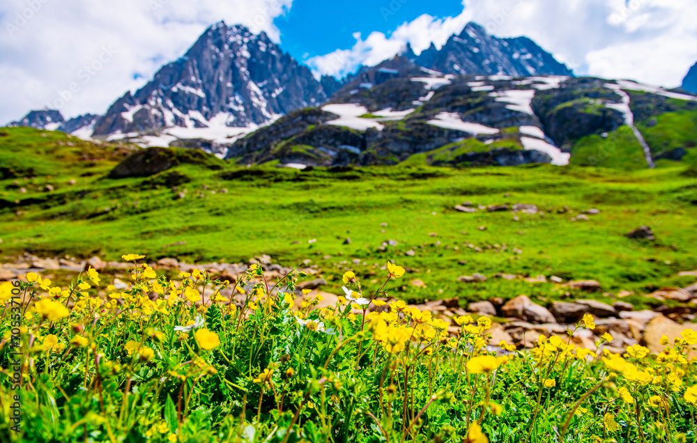 Himalayas Landscape the mountains view from the top of Sonmarg, Kashmir valley in the Himalayan region Nepal. Meadows, alpine trees, Wildflowers and snow on mountain. Asian travel and nature in India.