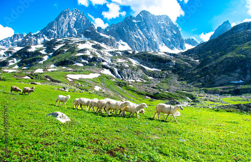 Flock of Sheep on Himalayas Landscape the mountains view from the Kashmir valley in the Himalayan region Nepal. Asian travel and nature in India.