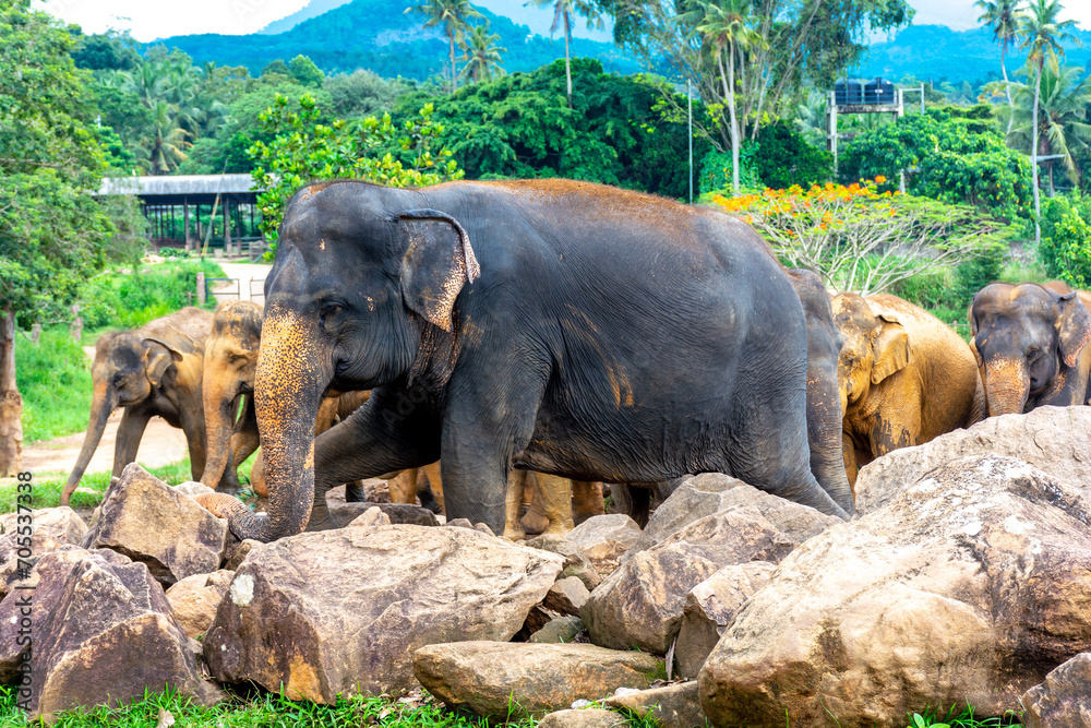 Fototapeta premium Elephant nursery on the island of Sri Lanka in Pinnawala.