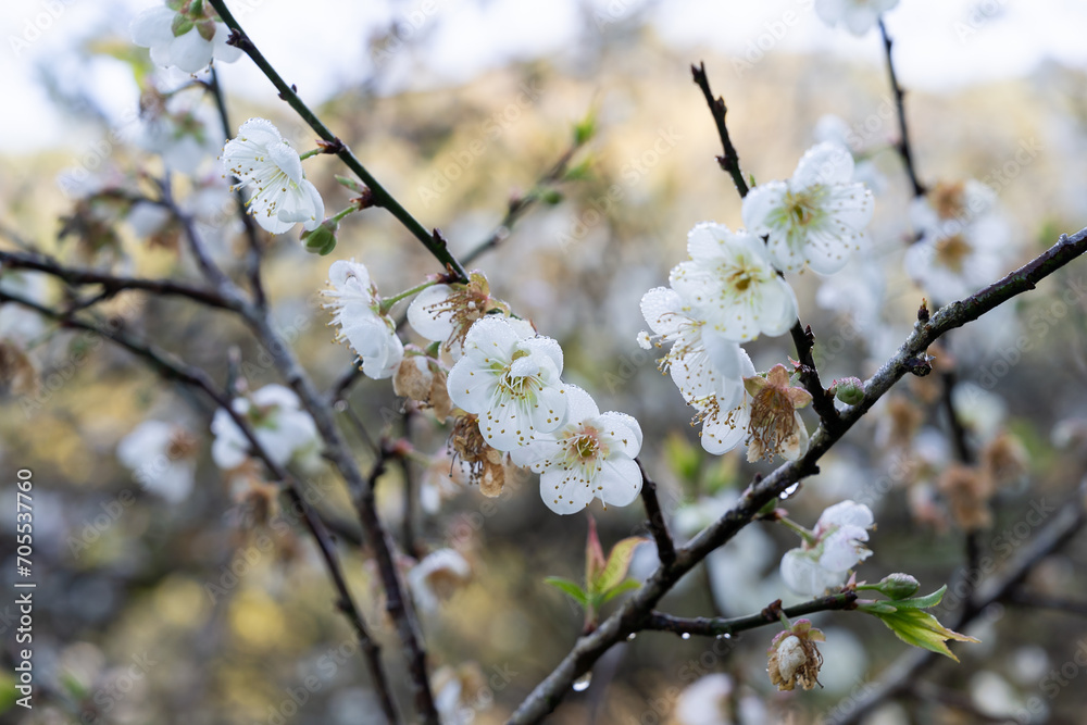 Selective focus of beautiful branches of plum blossoms on the tree in sunrise, plums or prunes bloom white flowers in early spring in nature.plum blossom flower, plum flower Selective focus of beautiful branches of plum blossoms on the tree in sunrise, plums or prunes bloom white flowers in early spring in nature.plum blossom flower, plum flower