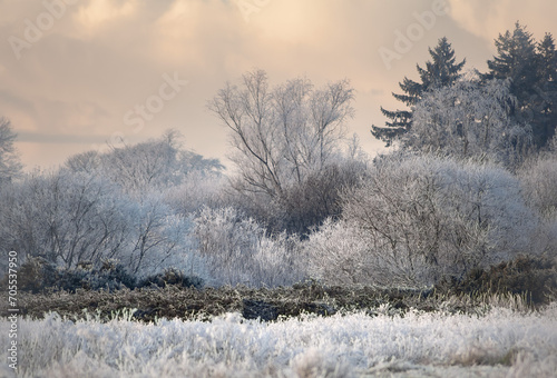 Winter rural landscape with trees