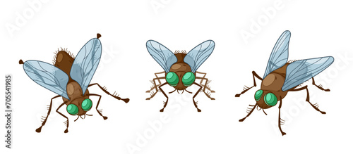 Insect Flies Front and Top View. Agile  Winged Arthropods With Six Legs And Compound Eyes.  Play Crucial Roles