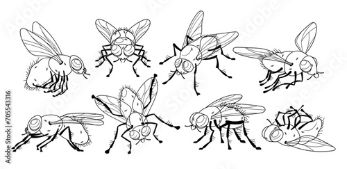 Insect Flies Poses Monochrome Black and White Vector icons Set. Winged Arthropods Species with Compound Eyes