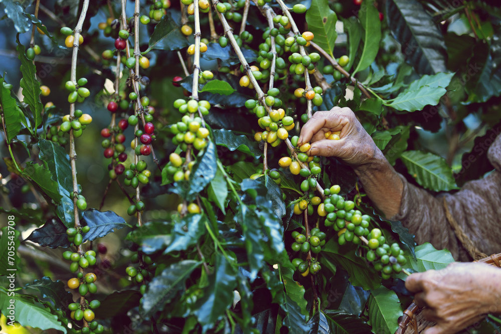 Coffee bean harvest is a crucial stage in the coffee production process that involves the selective picking or harvesting of ripe coffee cherries from coffee plants.