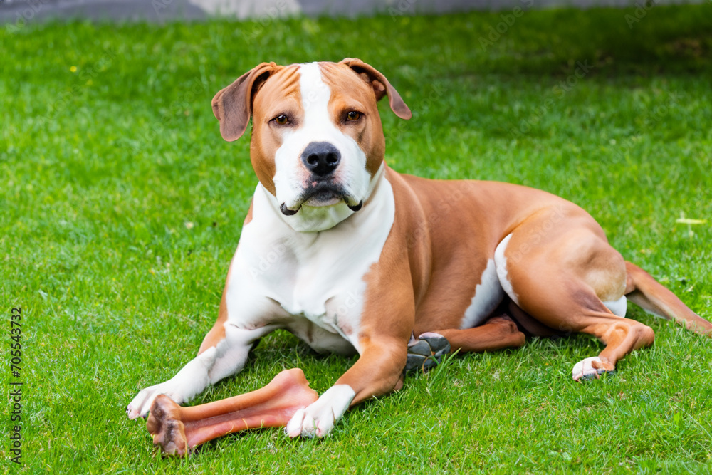 dog in nature. a large two-color dog lies on a green lawn with a bone near its paws