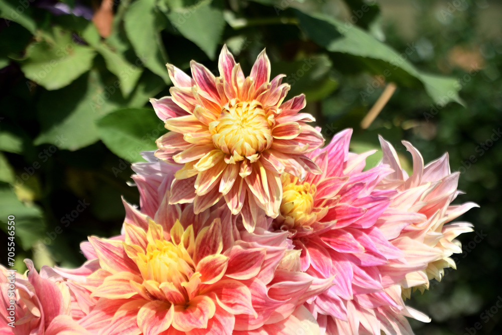 beautiful flower beautiful flower