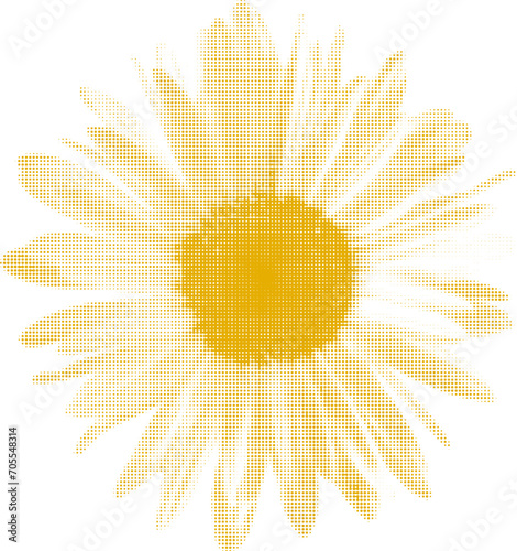 chamomile flower, isolated on white background