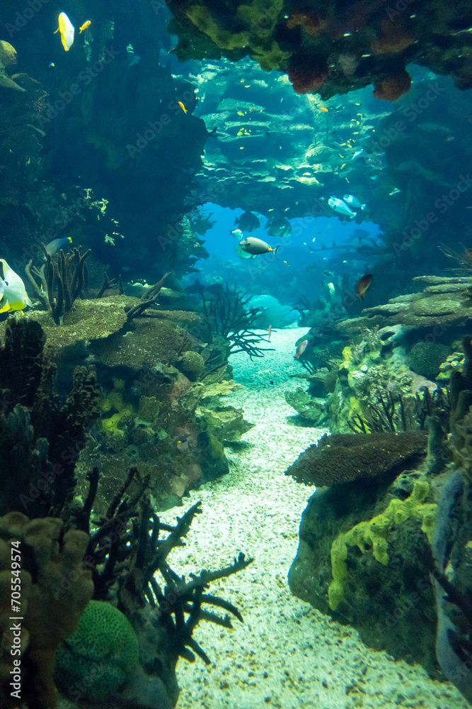Fototapeta premium Fish and coral in the aquarium with marine water. Vertical image
